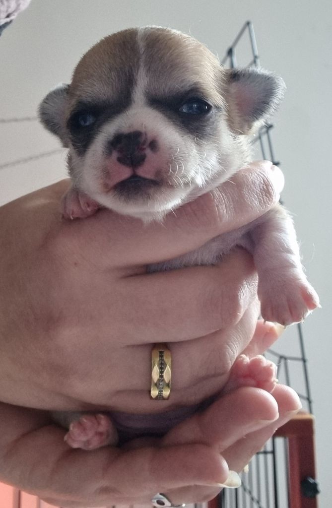 chiot Chihuahua Du Secret De Talulla